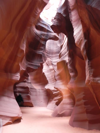 antelope