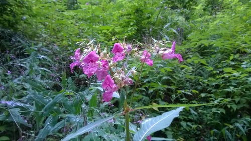 WP_20140802_029