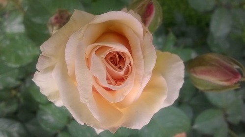 WP_20150524_102