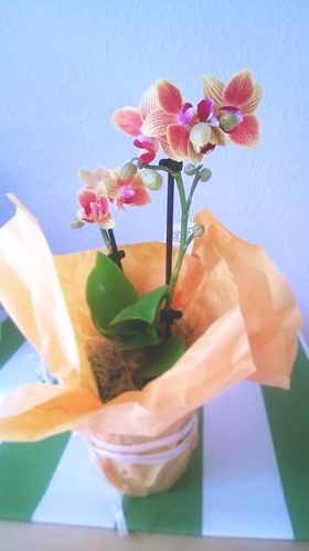 WP_20150423_006_e
