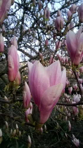 WP_20160401_003