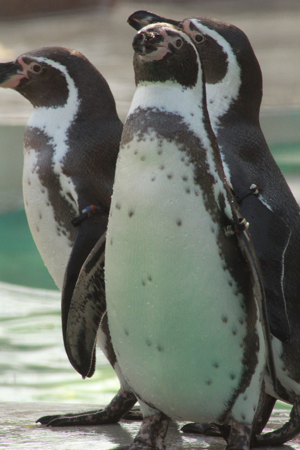 ペンギン２