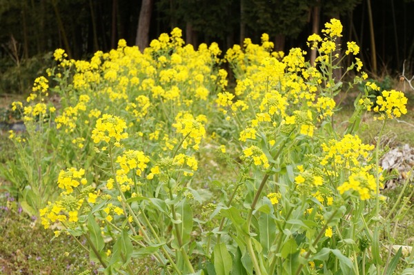 菜の花