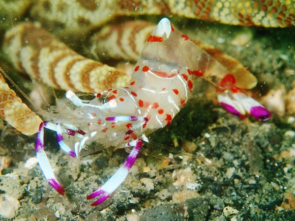 海の生物 (32)