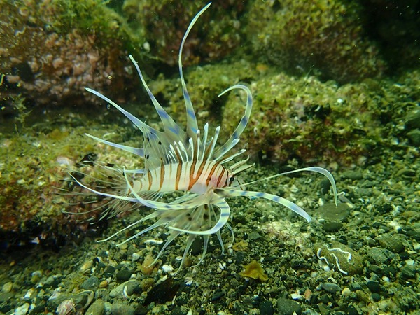 海の生物 (30)