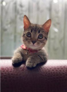 藤原紀香、“新しい家族”を公開し大反響「メロメロになる気持ちわかる」