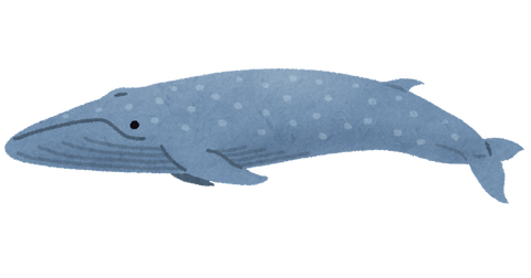 whale_01_shironagasukujira