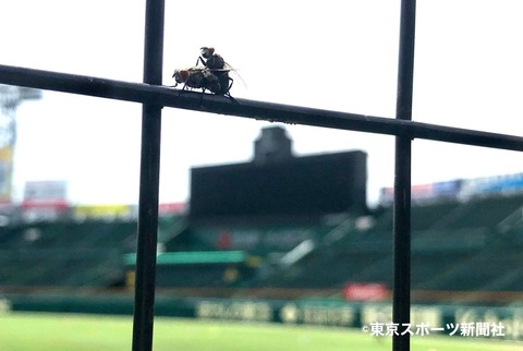 【画像】甲子園で交尾をするカップルが激写される