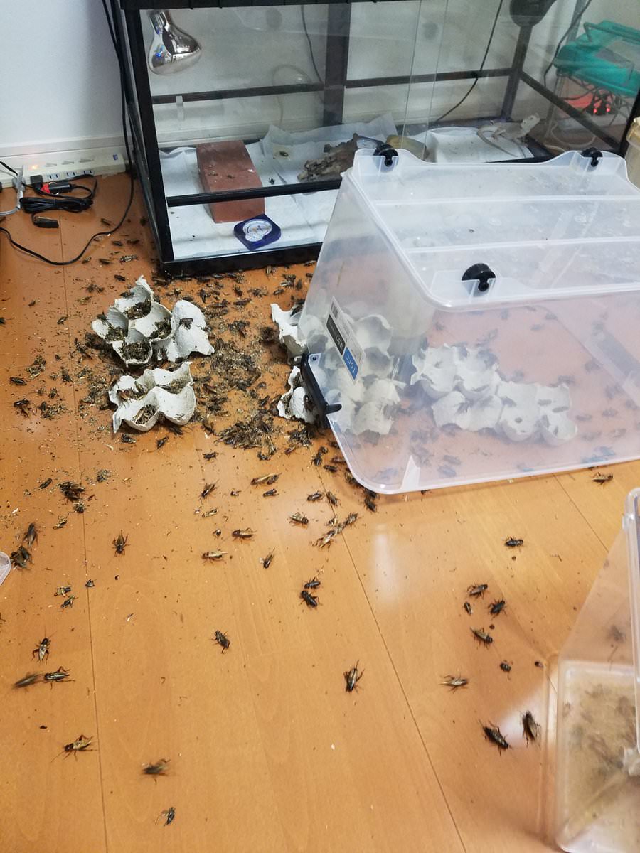 閲覧注意 南米のゴキブリ 千葉に上陸 日本侵略開始か なんjコレクション