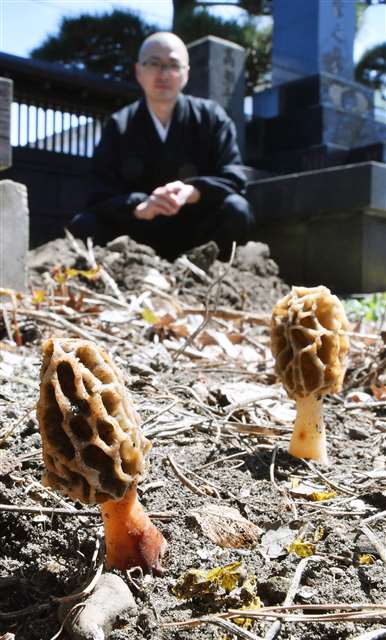 秋田 お寺の境内 高級キノコにょきっ