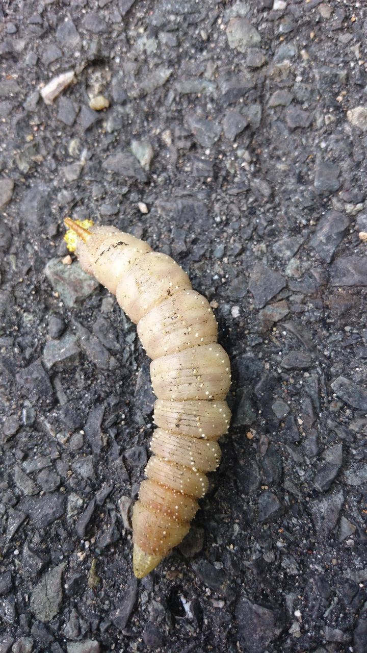 閲覧注意 超キモイ虫見つけた 閲覧注意 超キモイ虫見つけた