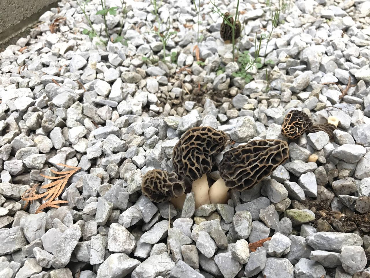秋田 お寺の境内 高級キノコにょきっ