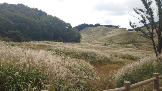 ノルウェイの森