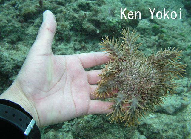 画像有 種田薫さん オニヒトデの毒で アナフィラキシーショック を発症し低酸素脳症で死亡 沖縄県宮古島市 伊良部島沖 Vipperなニュース４時
