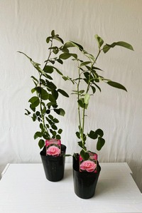 81ELTmX8DUL._AC_SL1500_