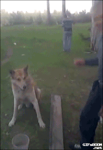 Gif 犬の笑えるor可愛いgif貼ってくｗｗｗｗｗｗｗ Vipper達の宴