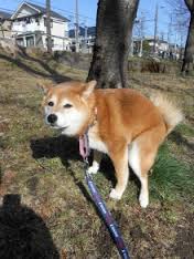 ダウンロード