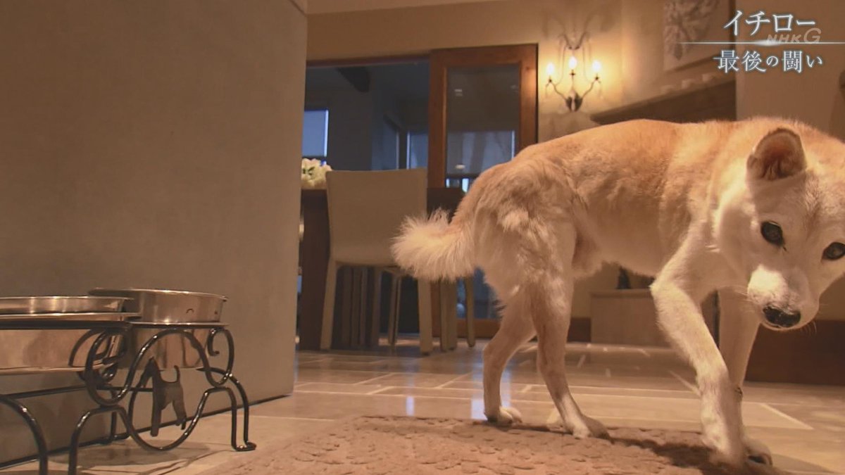朗報 イチローの愛犬 一弓 18 懸命に生きる まとめウォッチ速報 朗報 イチローの愛犬 一弓 18 懸命に生きる まとめウォッチ速報