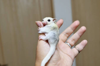 モモンガって可愛いよな まとめウォッチ速報