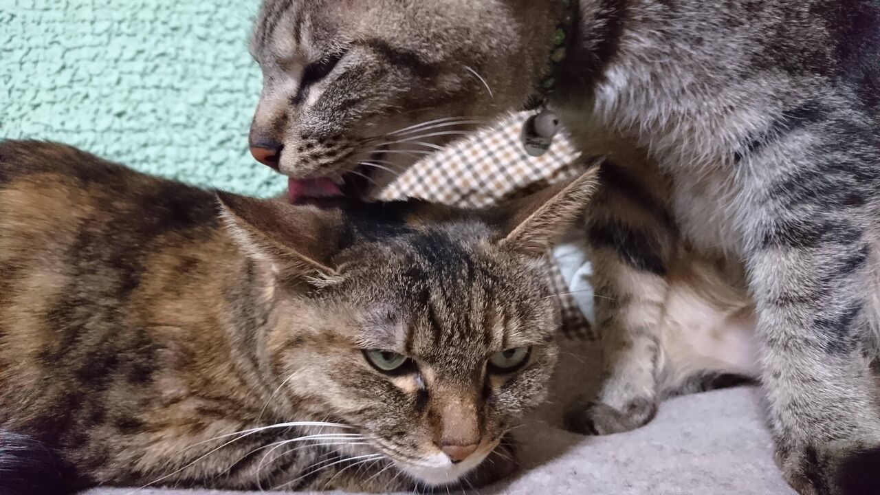 ネッコの集会に異端児あらわる まとめウォッチ速報