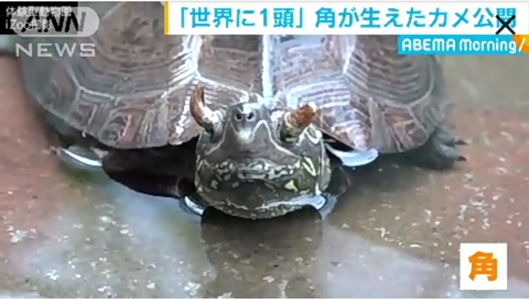 画像 突然変異か ツノのあるカメが発見されるｗｗｗｗｗｗ まとめウォッチ速報