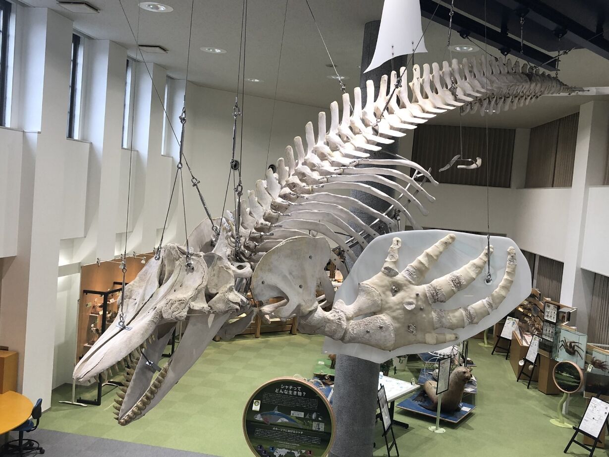 オルカ 東京湾にシャチ出没 まとめウォッチ速報 オルカ 東京湾にシャチ出没 まとめウォッチ速報