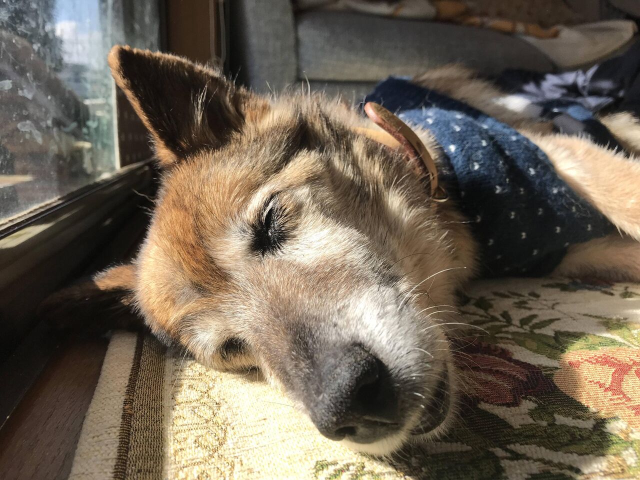 実家のイッヌがヨボヨボで悲しい まとめウォッチ速報