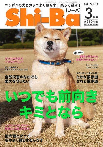 柴犬 言うこと聞きません 他の犬と仲良くしません 飼う理由 まとめウォッチ速報