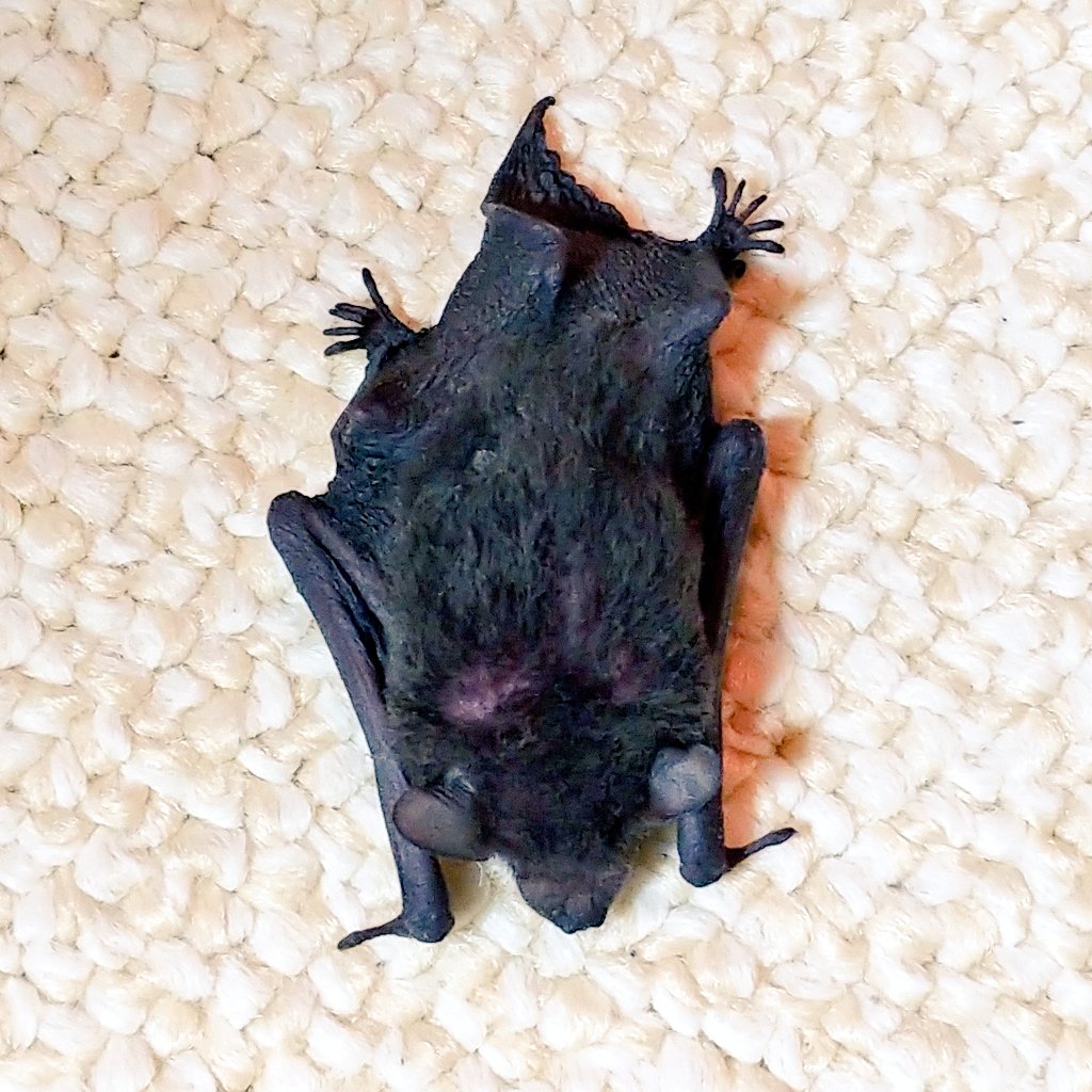 画像 ワイ 部屋に入って来たコウモリを捕獲する まとめウォッチ速報