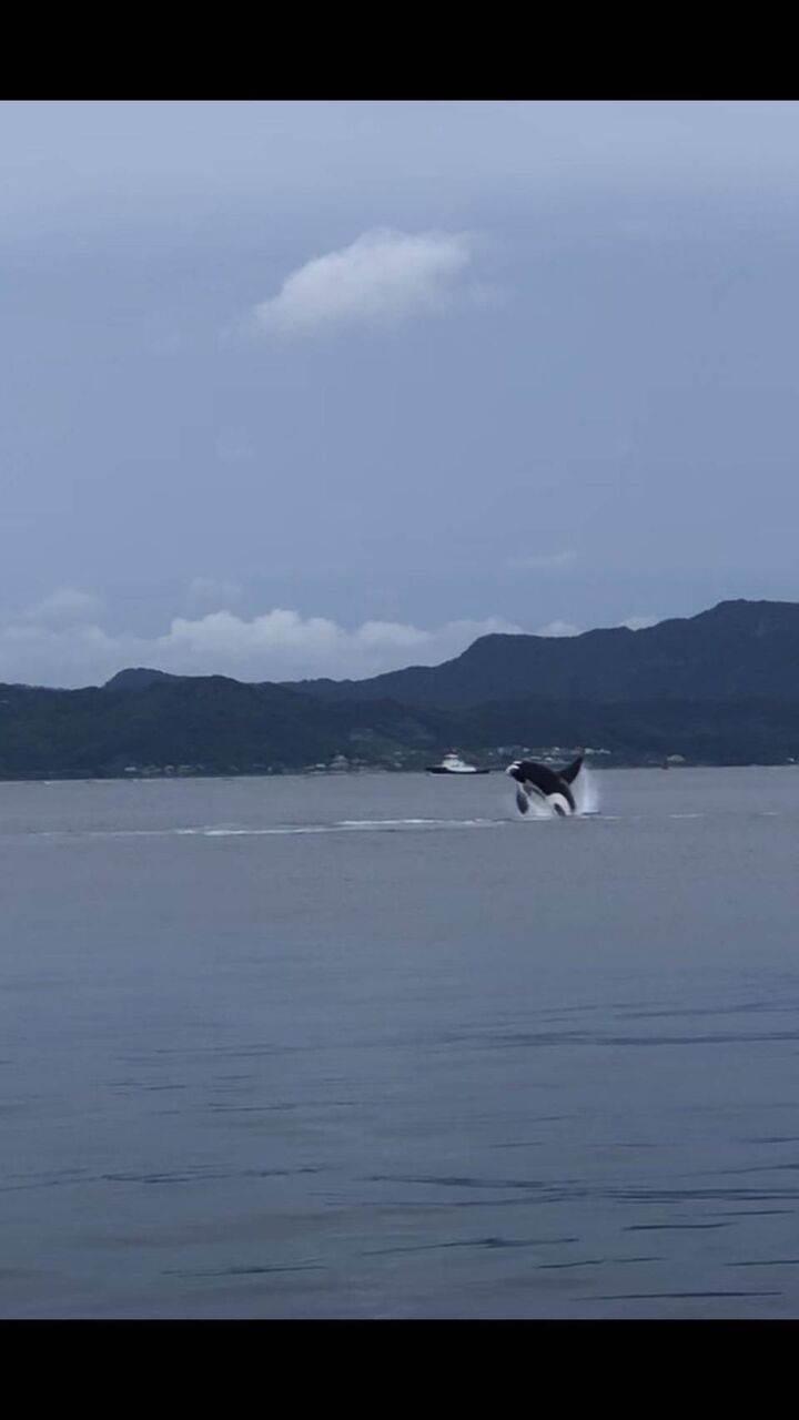 オルカ 東京湾にシャチ出没 まとめウォッチ速報 オルカ 東京湾にシャチ出没 まとめウォッチ速報