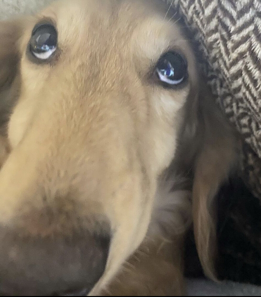 画像あり ワイ 犬と一緒になんjをする まとめウォッチ速報