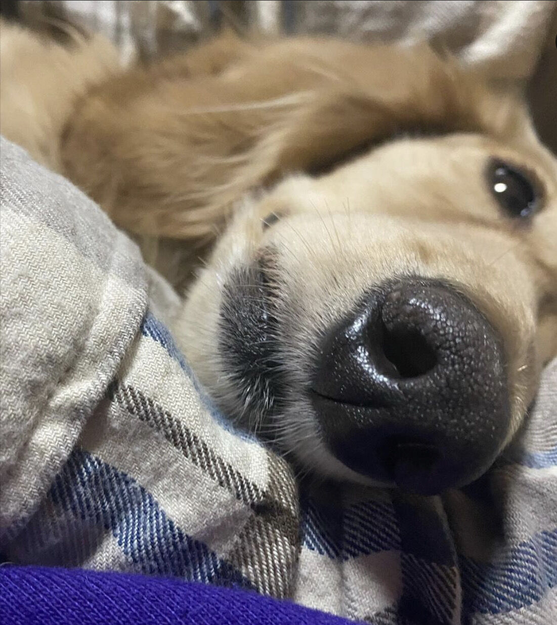 画像あり ワイ 犬と一緒になんjをする まとめウォッチ速報