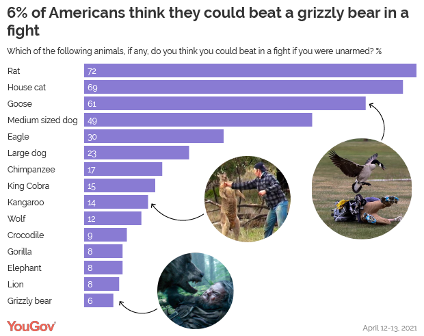 アメリカ人の8 ゴリラとなら喧嘩で勝てる ゾウに勝てる まとめウォッチ速報 アメリカ人の8 ゴリラとなら喧嘩で勝てる ゾウに勝てる まとめウォッチ速報