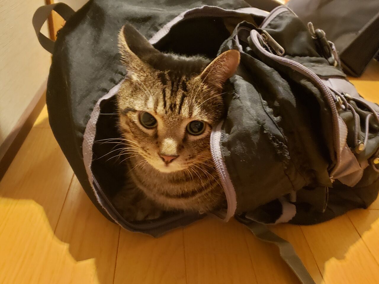 ネッコの集会に異端児あらわる まとめウォッチ速報