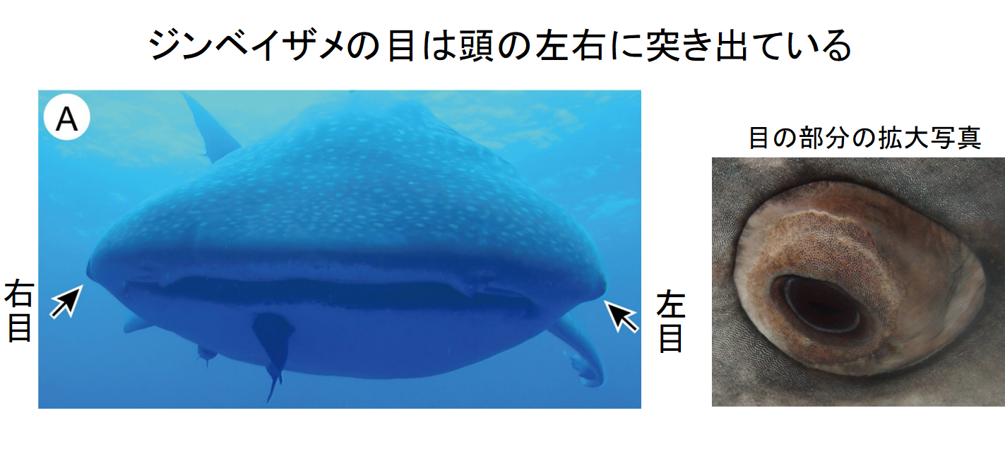 研究 ジンベイザメの目は 3000本の細かな歯 で覆われていた 歯が装甲となって目を保護する仕組み 暇人倶楽部 まとめウォッチ速報