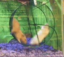 Gif 笑ったらもう寝ろwwwwwwwwwwwww Gif 笑ったらもう寝ろwwwwwwwwwwwww
