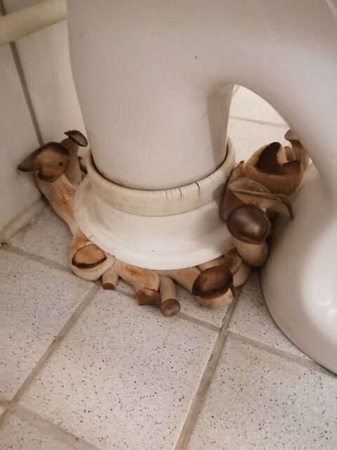 神画像 トイレに生えたエリンギの末路ｗｗｗｗｗｗｗｗｗｗｗｗｗｗｗｗ ぶろにゅー