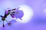 桜3