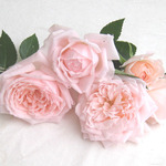 img55352466