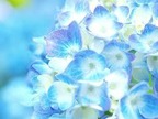 ブログ あじさい