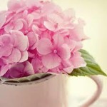 yjimage