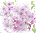 8d8359c1002d63bb7770a2b325ecf616_l