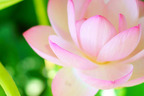 ハスの花