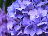 紫陽花