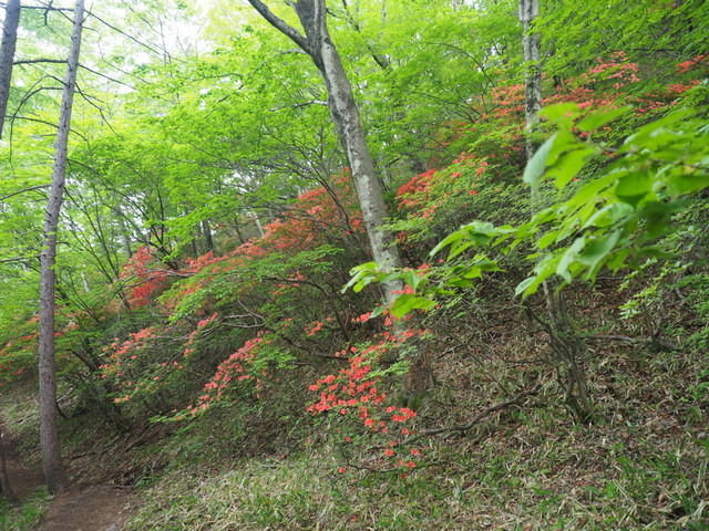 赤城山 荒山 トウゴクミツバツツジ 鍋割山 荒山高原 ヤマツツジ つつじマミレ 赤城山日記