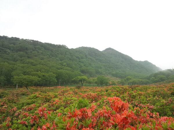 赤城山 つつじ 開花情報 平成26年6月22日 赤城山日記 赤城山 つつじ 開花情報 平成26年6月22日 赤城山日記