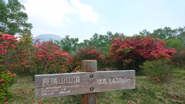 赤城山 見晴山 白樺牧場 ヤマツツジ見ごろ 赤城別館twitter 赤城山日記