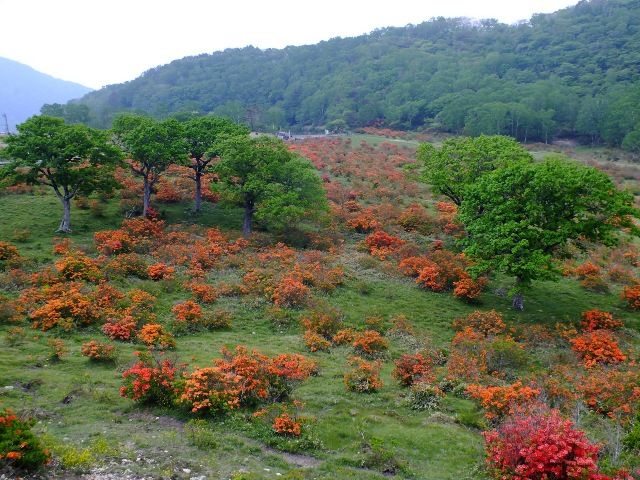 赤城山 つつじハイキング 白樺牧場 編 赤城山日記 赤城山 つつじハイキング 白樺牧場 編 赤城山日記