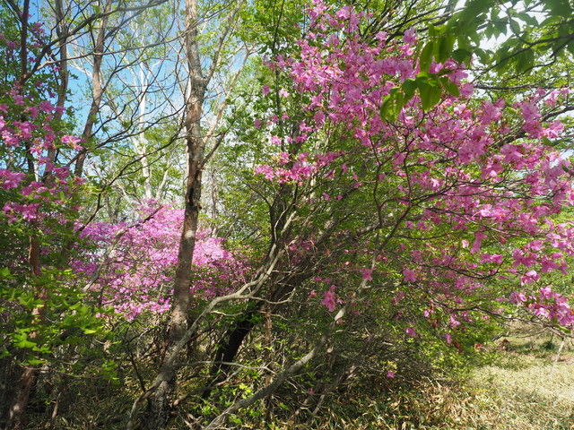赤城山 つつじの開花状況 1400ｍ付近 ヤマツツジ 1500ｍup トウゴクミツバツツジ 赤城山日記