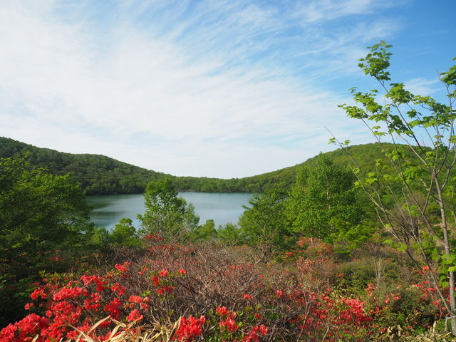 赤城山 つつじの開花状況 1400ｍ付近 ヤマツツジ 1500ｍup トウゴクミツバツツジ 赤城山日記